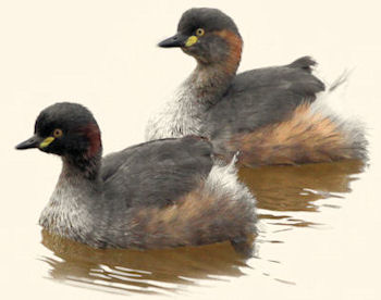 A pair of Australasian Grebes